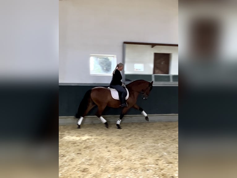 PRE Wallach 8 Jahre 161 cm Brauner in Niederkr&#xFC;chten