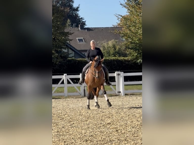 PRE Wallach 8 Jahre 161 cm Brauner in Niederkr&#xFC;chten