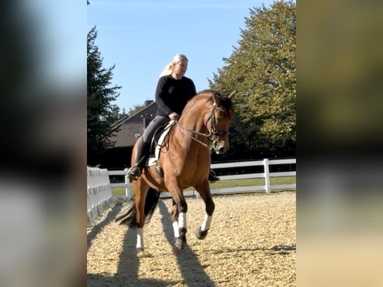 PRE Wallach 8 Jahre 161 cm Brauner in Niederkr&#xFC;chten