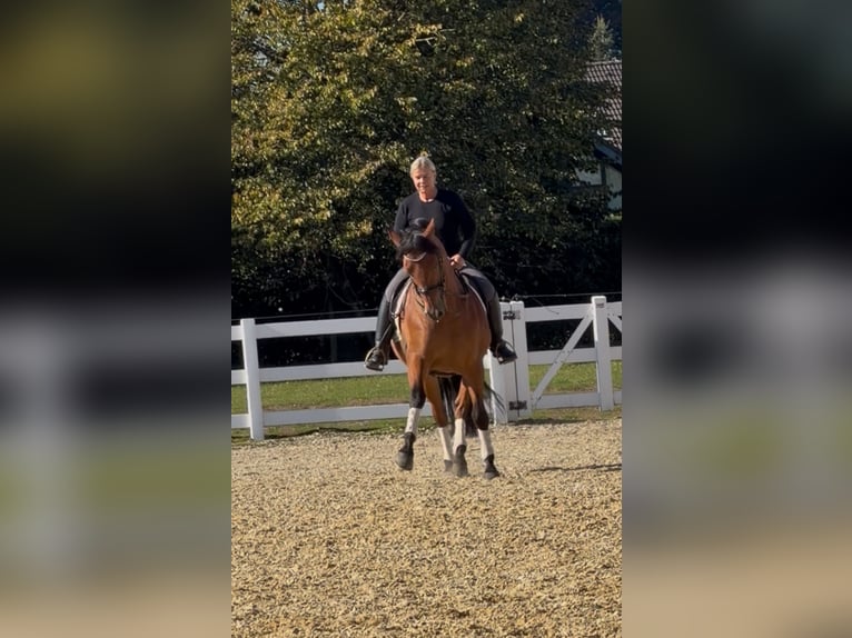 PRE Wallach 8 Jahre 161 cm Brauner in Niederkr&#xFC;chten