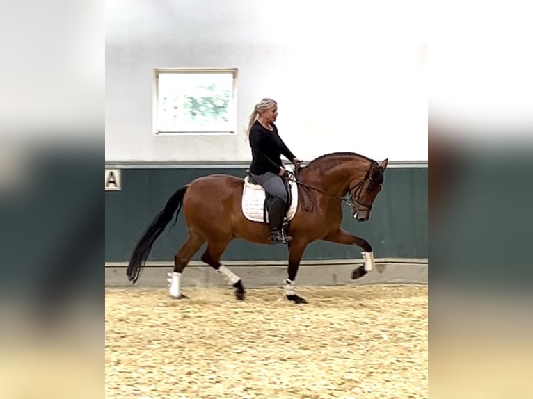 PRE Wallach 8 Jahre 161 cm Brauner in Niederkr&#xFC;chten
