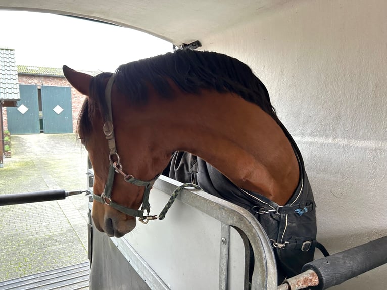 PRE Wallach 8 Jahre 161 cm Brauner in Niederkr&#xFC;chten