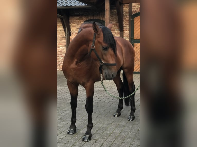 PRE Wallach 8 Jahre 161 cm Brauner in Niederkr&#xFC;chten