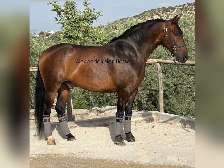 PRE Mix Wallach 8 Jahre 162 cm Brauner in Sevilla