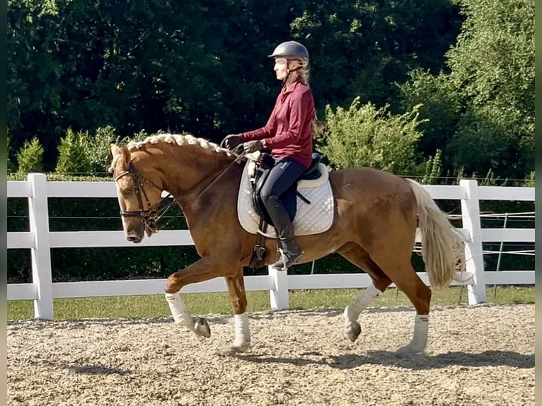 PRE Mix Wallach 8 Jahre 162 cm Palomino in Niederkrüchten
