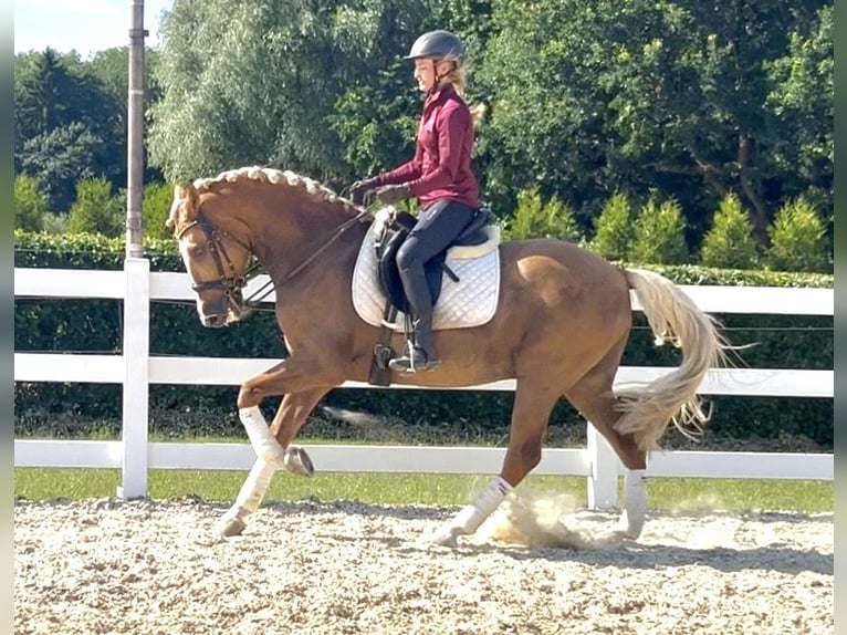 PRE Mix Wallach 8 Jahre 162 cm Palomino in Niederkrüchten