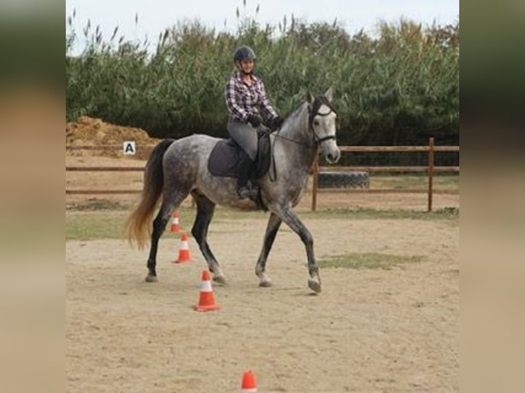 PRE Wallach 8 Jahre 162 cm Schimmel in Castello D'Empuries
