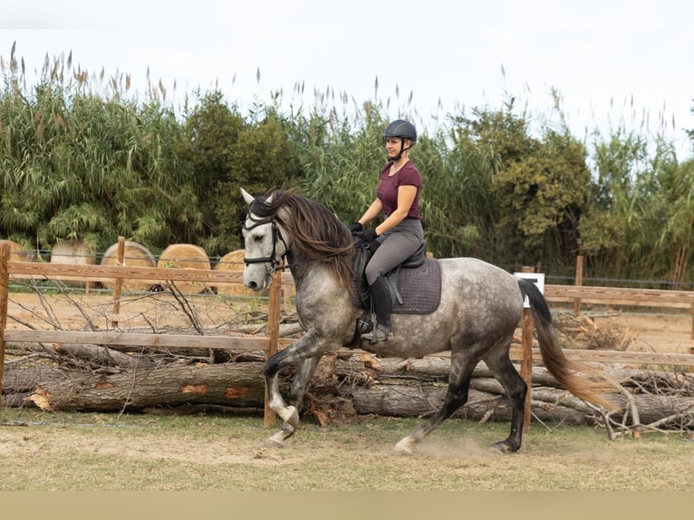 PRE Wallach 8 Jahre 162 cm Schimmel in Castello D'Empuries