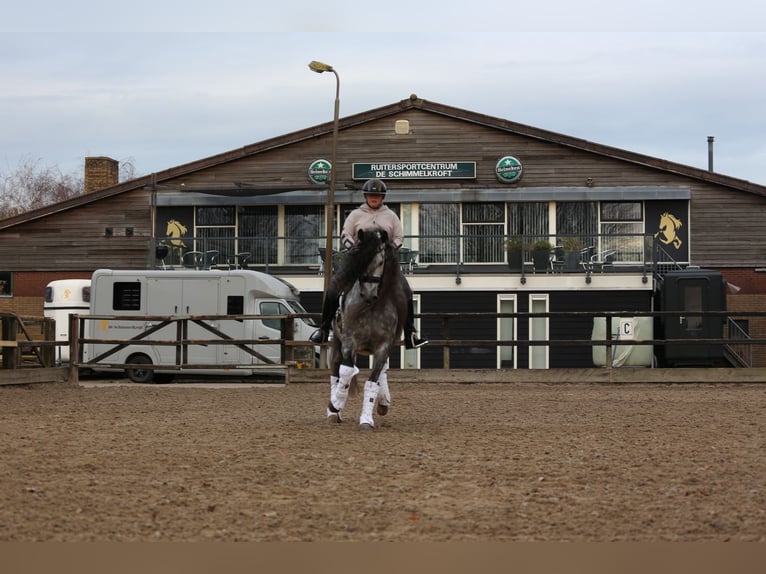 PRE Wallach 8 Jahre 163 cm Blauschimmel in Heemskerk