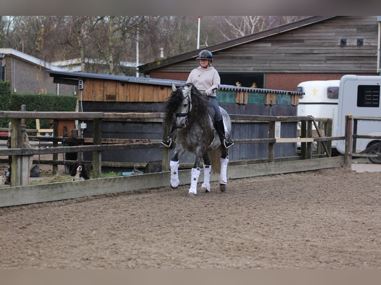 PRE Wallach 8 Jahre 163 cm Blauschimmel in Heemskerk