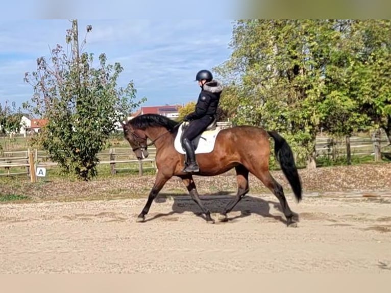 PRE Wallach 8 Jahre 163 cm Brauner in Karlshuld