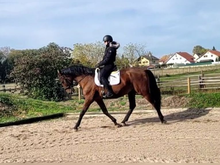 PRE Wallach 8 Jahre 163 cm Brauner in Karlshuld