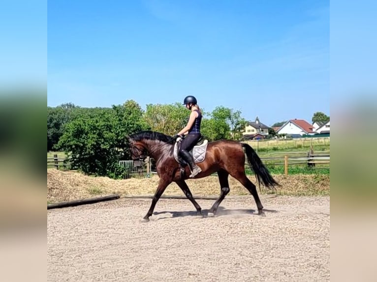 PRE Mix Wallach 8 Jahre 163 cm Brauner in Karlshuld