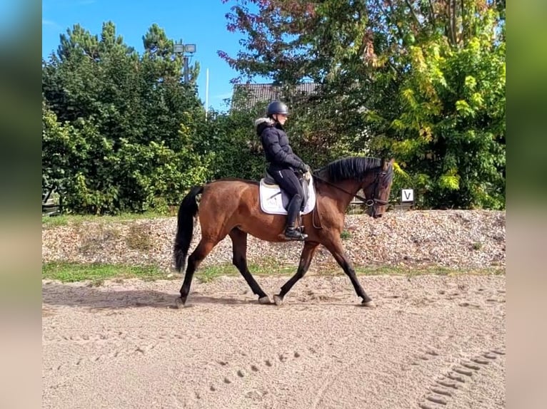 PRE Wallach 8 Jahre 163 cm Brauner in Karlshuld