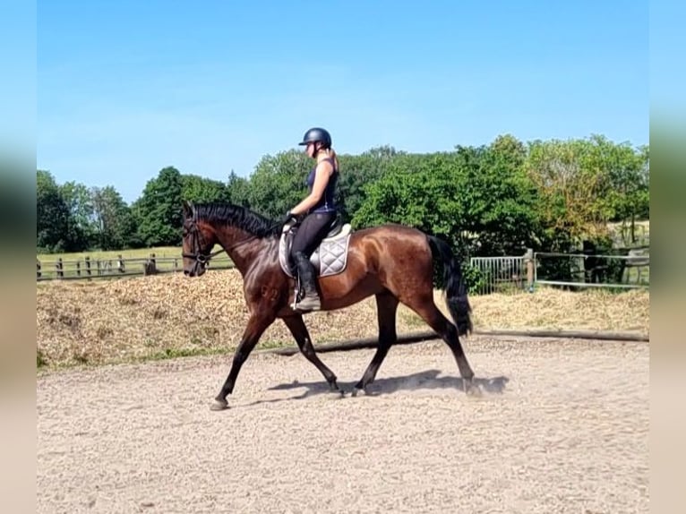 PRE Mix Wallach 8 Jahre 163 cm Brauner in Karlshuld