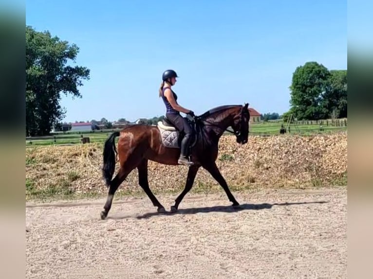PRE Mix Wallach 8 Jahre 163 cm Brauner in Karlshuld