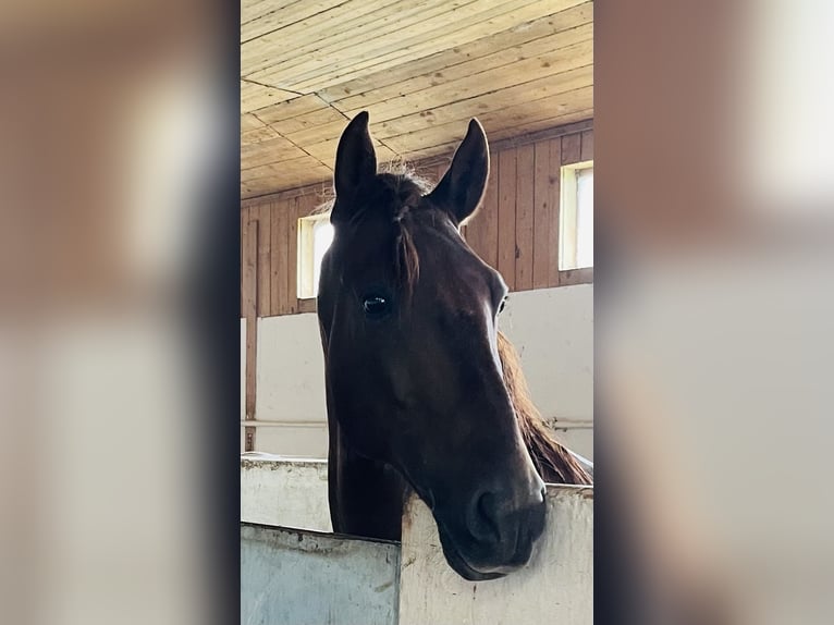 PRE Mix Wallach 8 Jahre 163 cm Fuchs in Ossingen