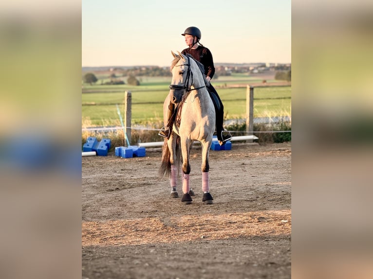 PRE Mix Wallach 8 Jahre 163 cm Schimmel in Wegeleben