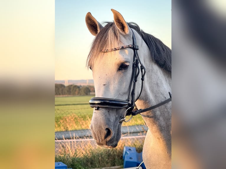 PRE Mix Wallach 8 Jahre 163 cm Schimmel in Wegeleben