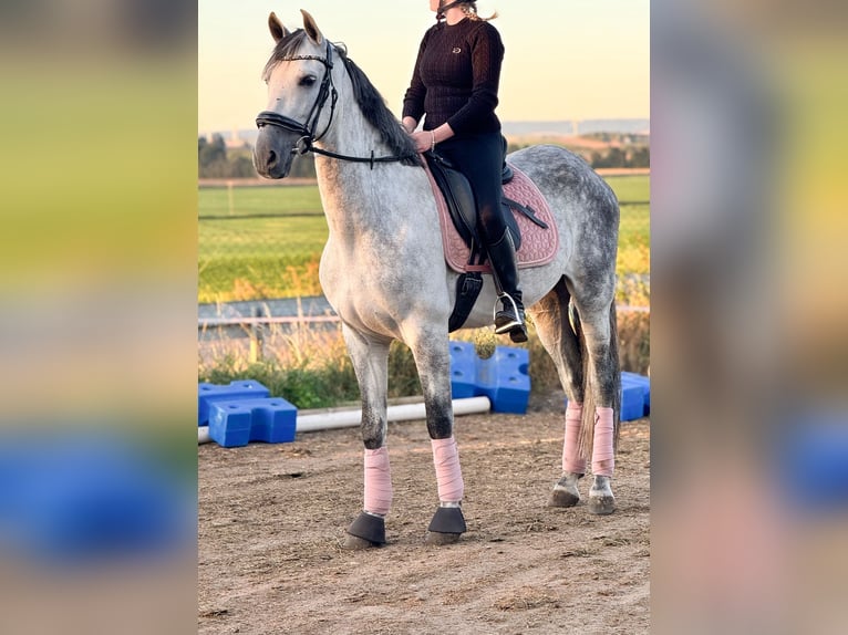 PRE Mix Wallach 8 Jahre 163 cm Schimmel in Wegeleben