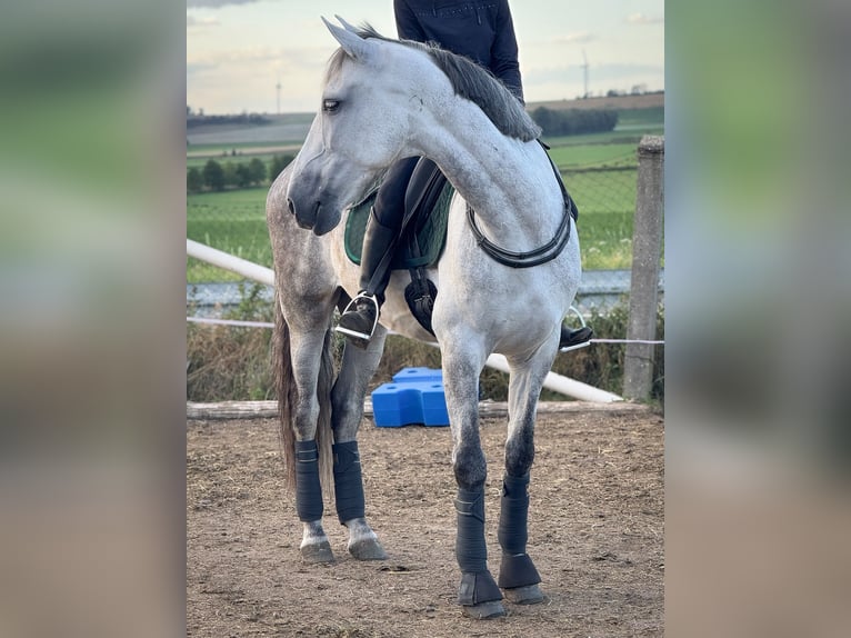 PRE Mix Wallach 8 Jahre 163 cm Schimmel in Wegeleben