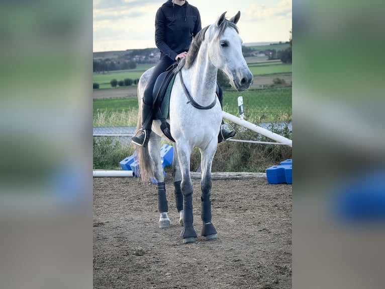PRE Mix Wallach 8 Jahre 163 cm Schimmel in Wegeleben