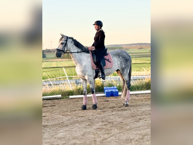 PRE Mix Wallach 8 Jahre 163 cm Schimmel in Wegeleben