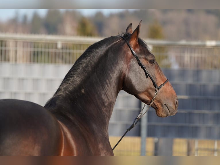 PRE Wallach 8 Jahre 163 cm Schwarzbrauner in Krumbach