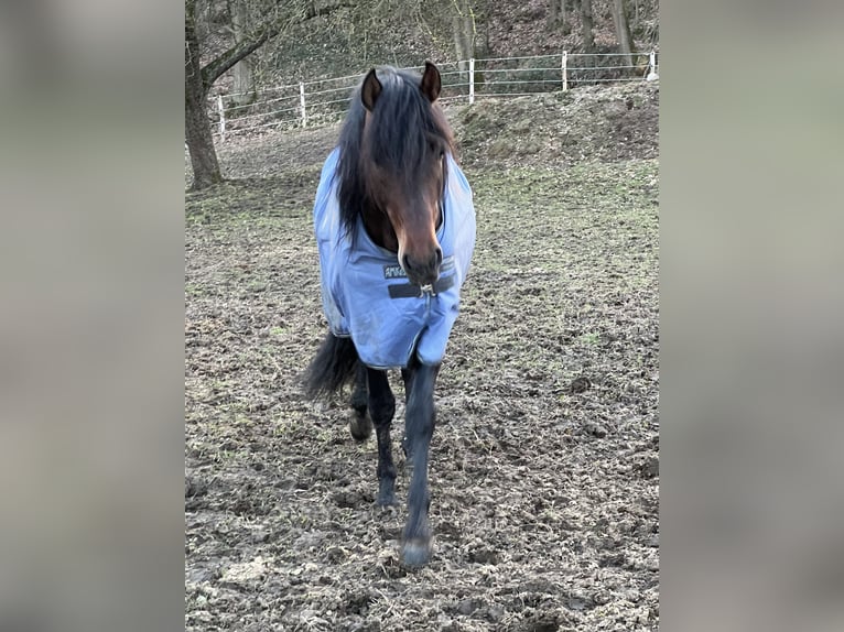 PRE Wallach 8 Jahre 164 cm Brauner in Bruchhausen-Vilsen