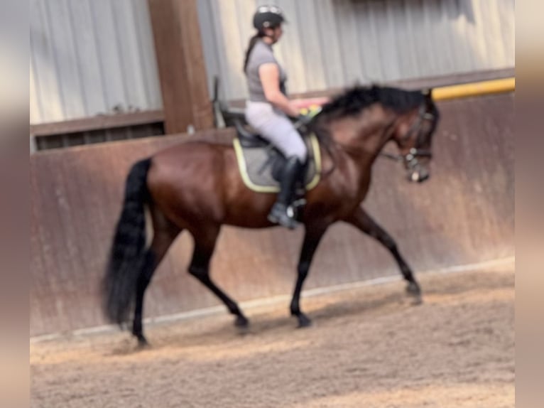 PRE Wallach 8 Jahre 164 cm Brauner in Bruchhausen-Vilsen