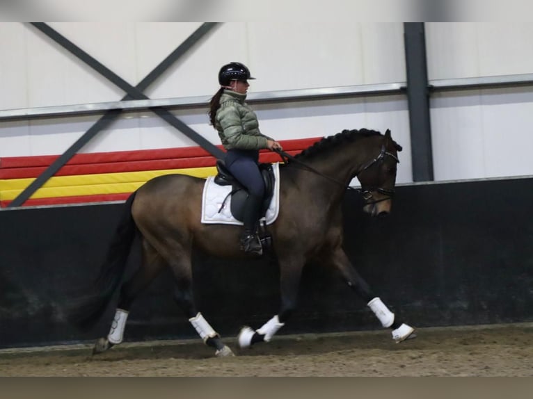 PRE Wallach 8 Jahre 164 cm Brauner in Sm