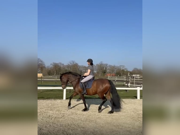 PRE Mix Wallach 8 Jahre 164 cm Brauner in Thedinghausen