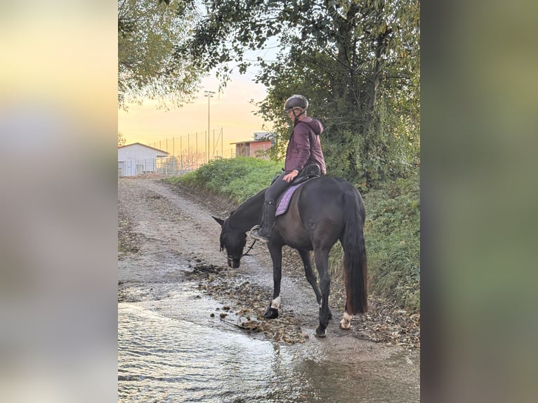 PRE Wallach 8 Jahre 164 cm Rappe in Sieghartskirchen