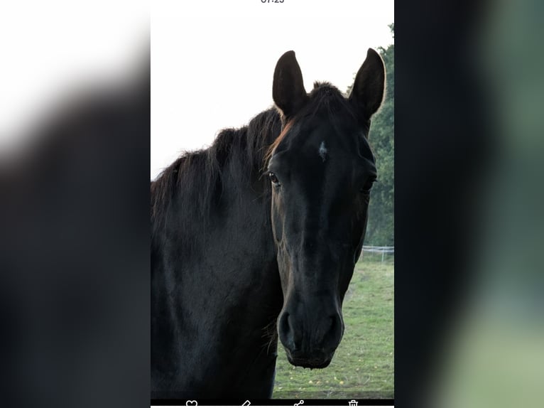 PRE Wallach 8 Jahre 164 cm Rappe in Sieghartskirchen