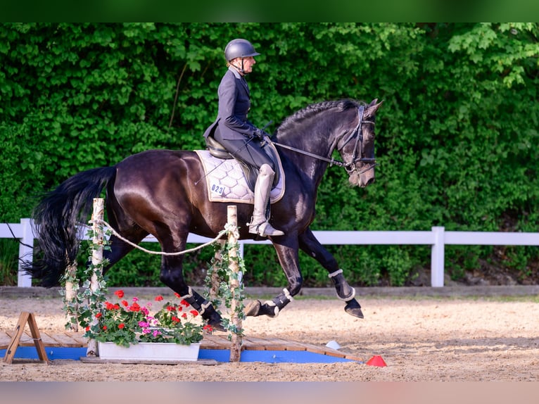 PRE Wallach 8 Jahre 164 cm Rappe in Garching bei München