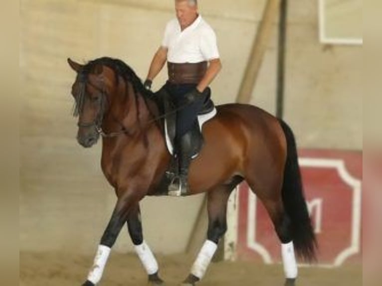 PRE Mix Wallach 8 Jahre 164 cm Rotbrauner in Sevilla