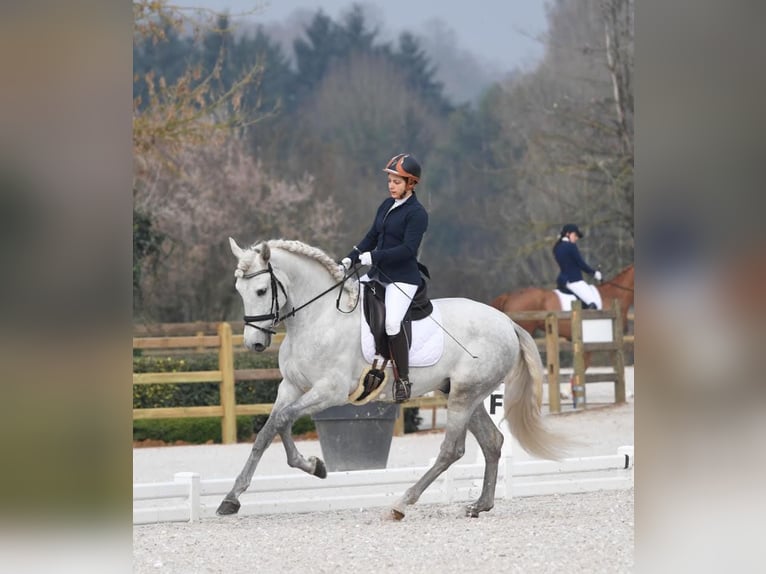 PRE Mix Wallach 8 Jahre 165 cm Apfelschimmel in Martfeld