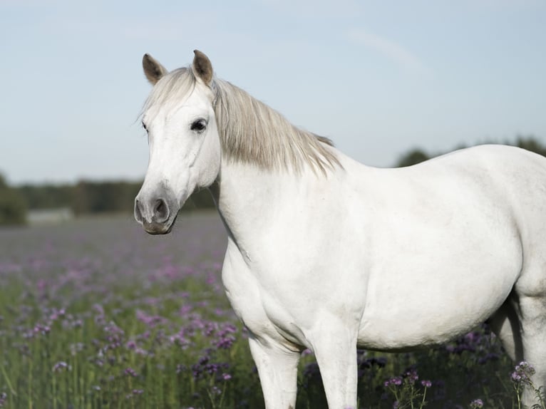 PRE Mix Wallach 8 Jahre 165 cm Schimmel in Dessau OT Mosigkau