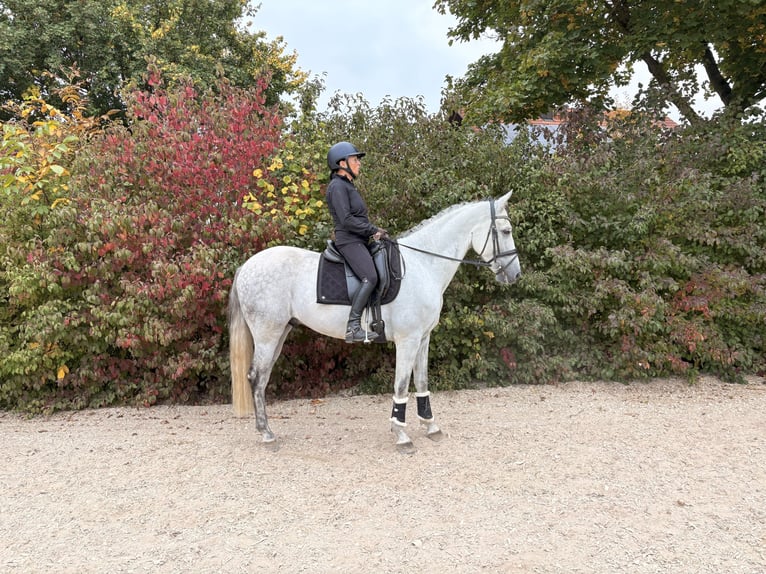 PRE Mix Wallach 8 Jahre 165 cm Schimmel in Neuburg an der Donau