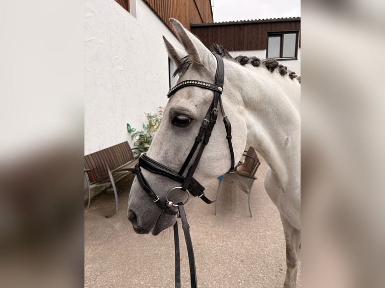 PRE Mix Wallach 8 Jahre 165 cm Schimmel in Neuburg an der Donau