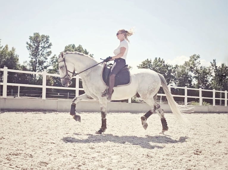 PRE Mix Wallach 8 Jahre 165 cm Schimmel in Enzesfeld-Lindabrunn