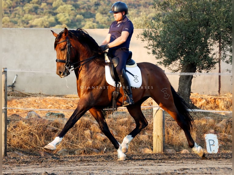 PRE Mix Wallach 8 Jahre 166 cm Brauner in Santa Perpetua de Mogoda