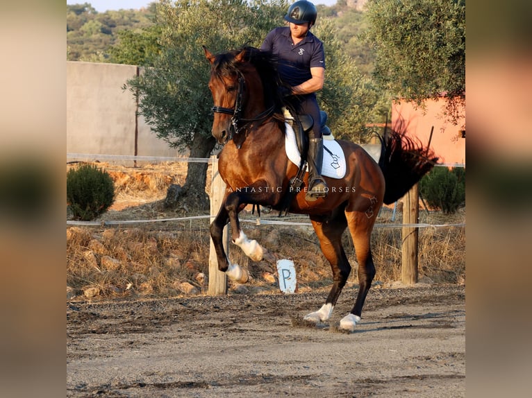 PRE Mix Wallach 8 Jahre 166 cm Brauner in Santa Perpetua de Mogoda