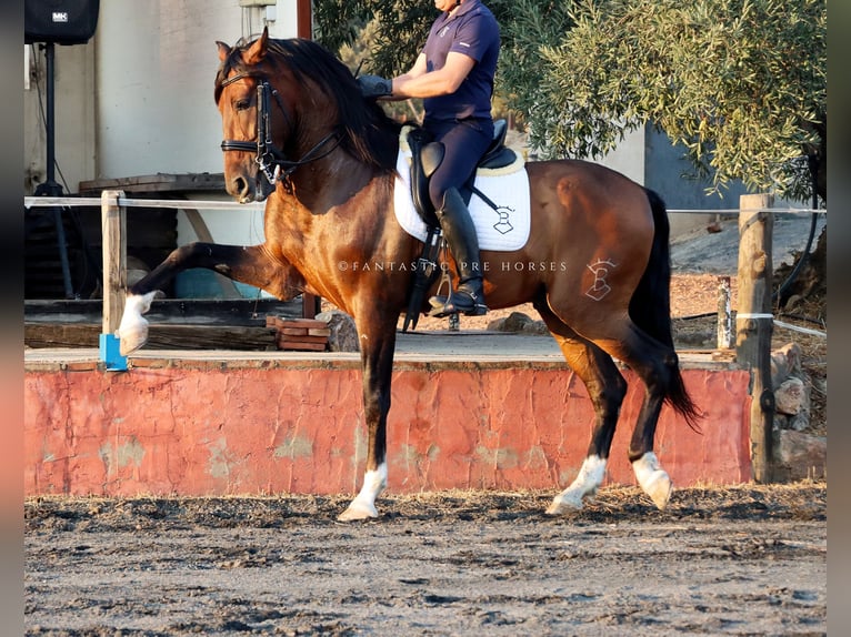 PRE Mix Wallach 8 Jahre 166 cm Brauner in Santa Perpetua de Mogoda