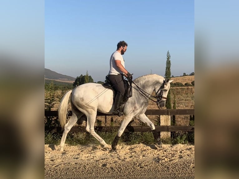 PRE Mix Wallach 8 Jahre 166 cm Schimmel in Bolonia