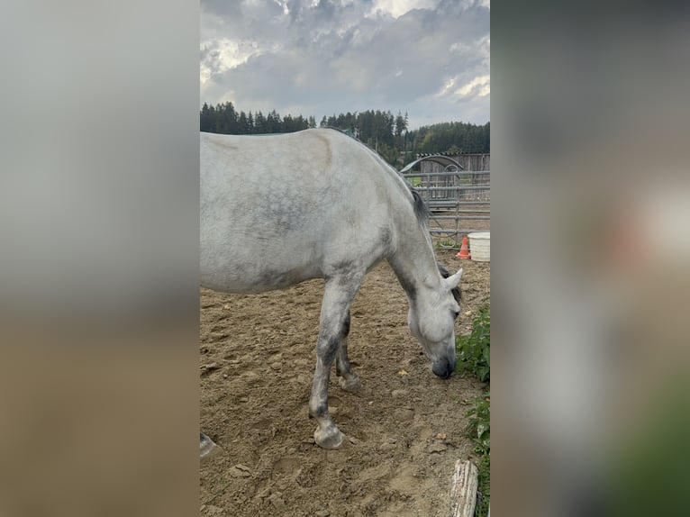 PRE Mix Wallach 8 Jahre 167 cm Apfelschimmel in Koppl