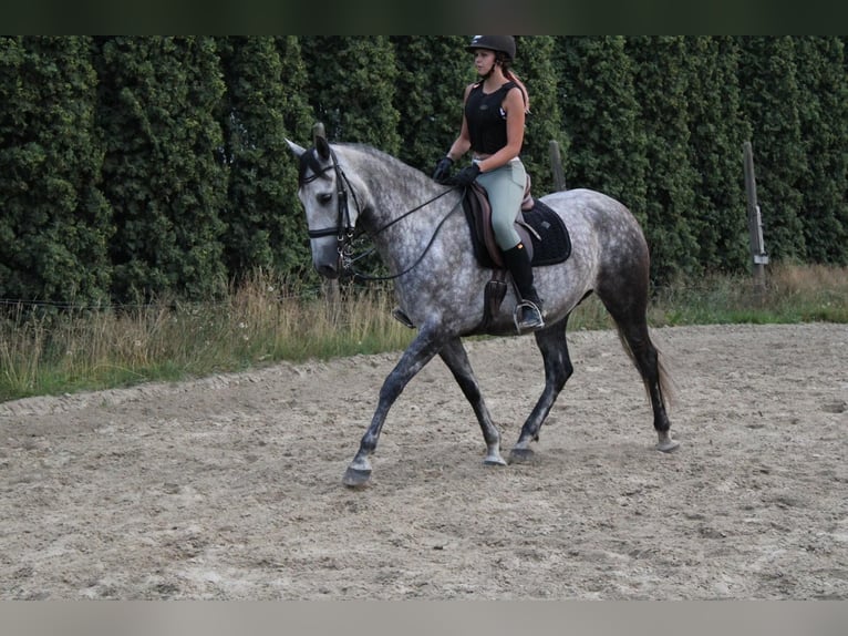 PRE Wallach 8 Jahre 167 cm Rappschimmel in Ganderkesee