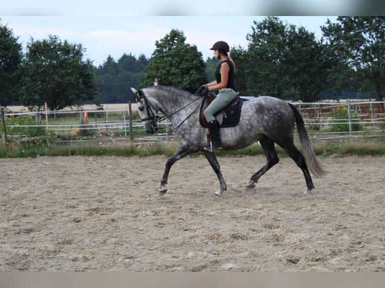 PRE Wallach 8 Jahre 167 cm Rappschimmel in Ganderkesee