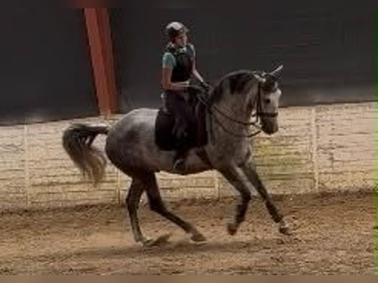 PRE Wallach 8 Jahre 167 cm Rappschimmel in Ganderkesee
