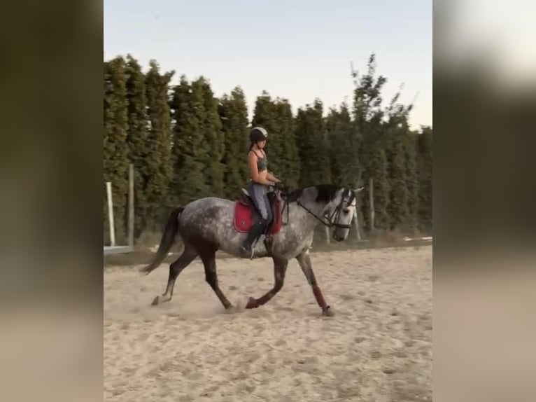PRE Wallach 8 Jahre 168 cm Apfelschimmel in Ganderkesee